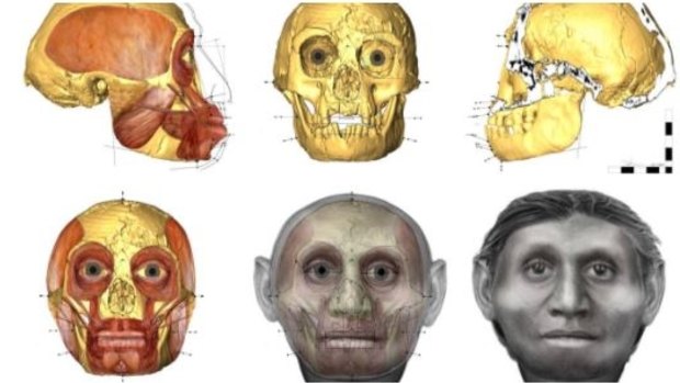 Dr Hayes works with the skeletal remains of modern humans and ancient hominins to approximate their facial appearance, as she did in the case of the Flores "hobbit".