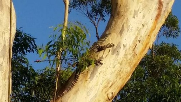 Initial investigations suggest the goanna may have been carrying the arrow in its body for several days.