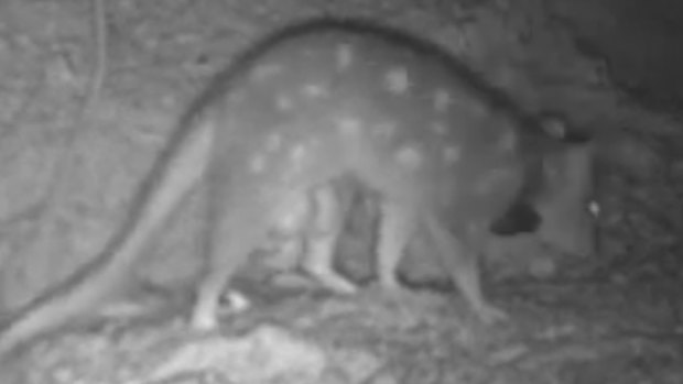 Pregnant eastern quolls with bulging pouches have been captured in video taken at Mulligans Flat Sanctuary.