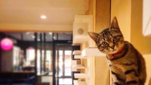 A sneak-peak at The Cat Cafe Purrth, due to open its doors within weeks. 