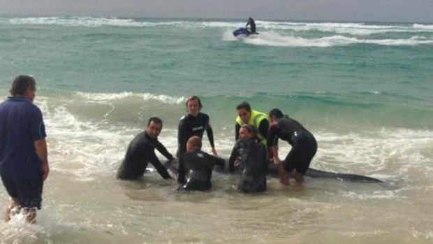 Surfers try to help a stranded whale at Currumbin Beach.
