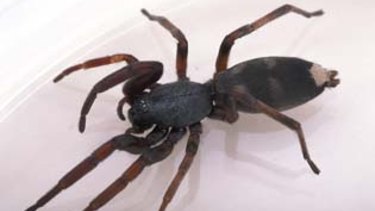 White tail spiders use venom on their prey rather than spinning a web.