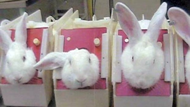 The Coalition plans to ban the sale in Australia of cosmetics tested on animals.
