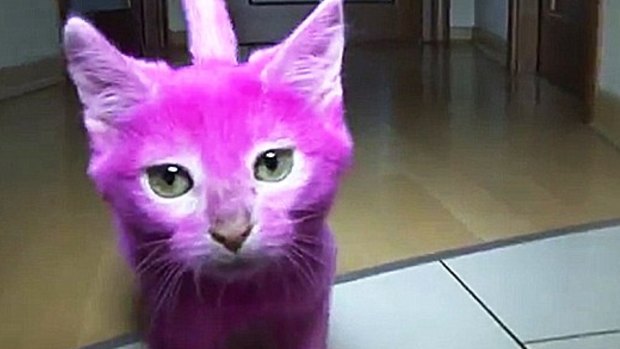 Elena Lenina's "pink kitty".