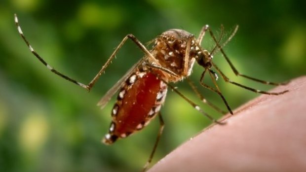 Queensland scientists believe existing drugs could be tinkered to create a world-first treatment for dengue fever.