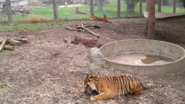Tigers in their enclosure at Hamilton Zoo.