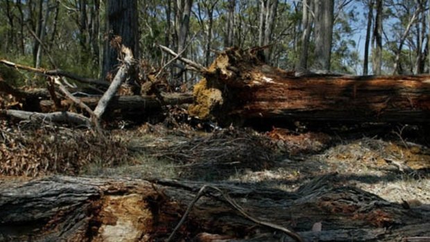 Land-clearing is on the increase, lifting emissions.