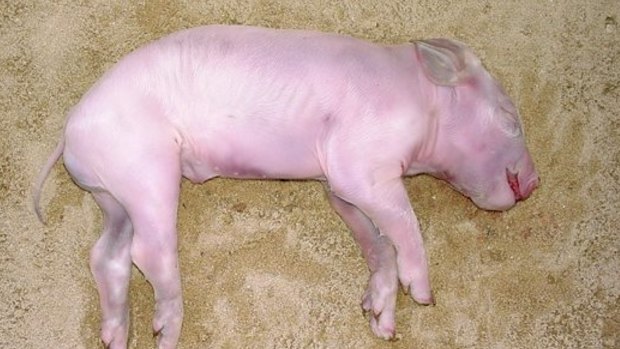 Plot buried pig: More than 100 pigs will be  part of a scientific study at Rookwood Cemetery.