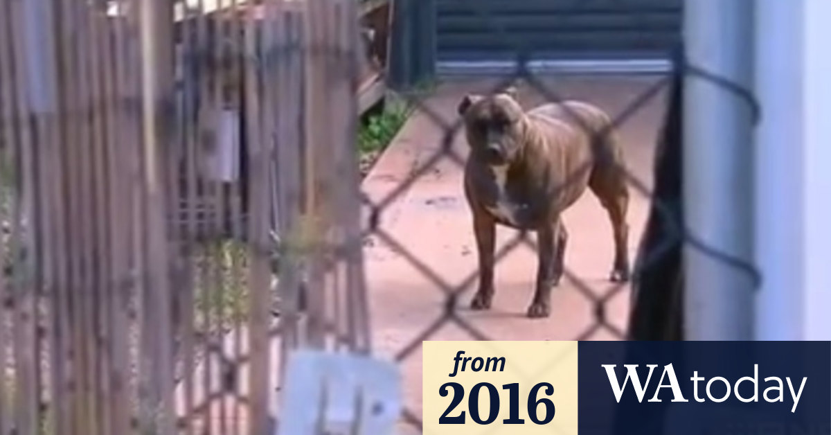 Dog Attack Woman S Lawyer Tells Local Mayor To Be Quiet