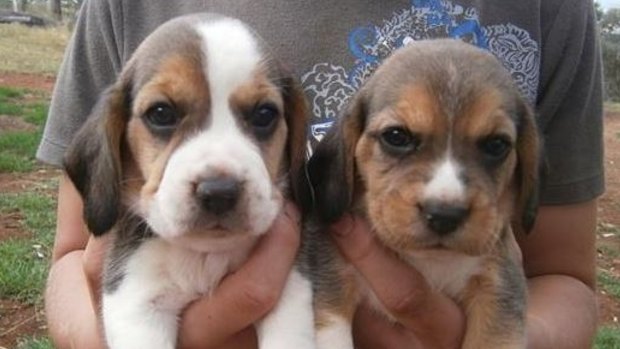 Two beagle pups from an online advertisement which lists them as "pure bred".