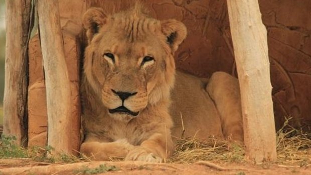 Tonyi, the leader of the elderly pride at Werribee Open Range Zoo has died after struggling with kidney failure and age.