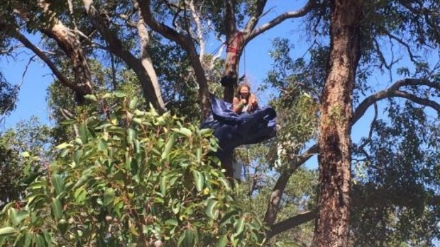A protester camping in a tree at the Roe 8 site.