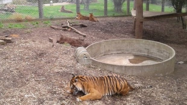 Tigers in their enclosure at Hamilton Zoo this week.