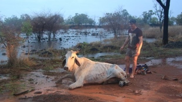 Locals managed to push Daisy out of flood waters at Mount Surprise.