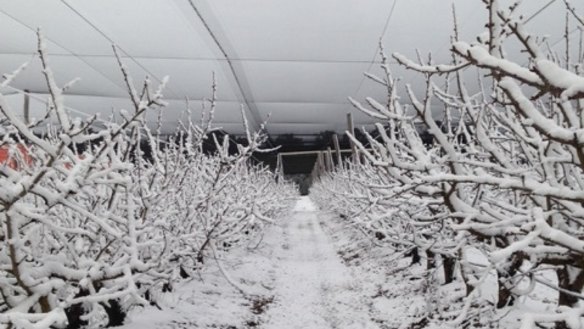 Snow blankets Cherry Park at The Summit, near Stanthorpe, on Friday.