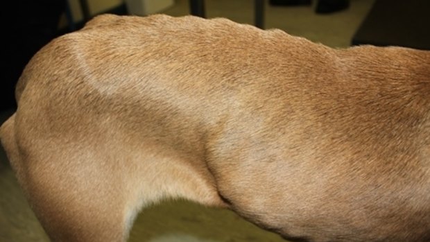 "Olivia" was found underweight, with her bones visible through her skin. As pictured when first rescued.