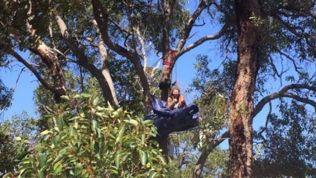 A protester camping in a tree at the Roe 8 site.
