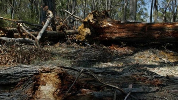 The Labor government promised to tighten Vegetation Management Act guidelines when it won the 2015 state election and restrict land clearing.