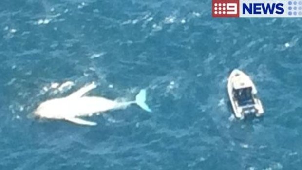 The whale carcass drifting off Perth coast.