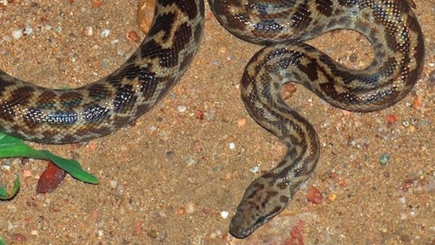 Snake bites woman on face on Queensland island