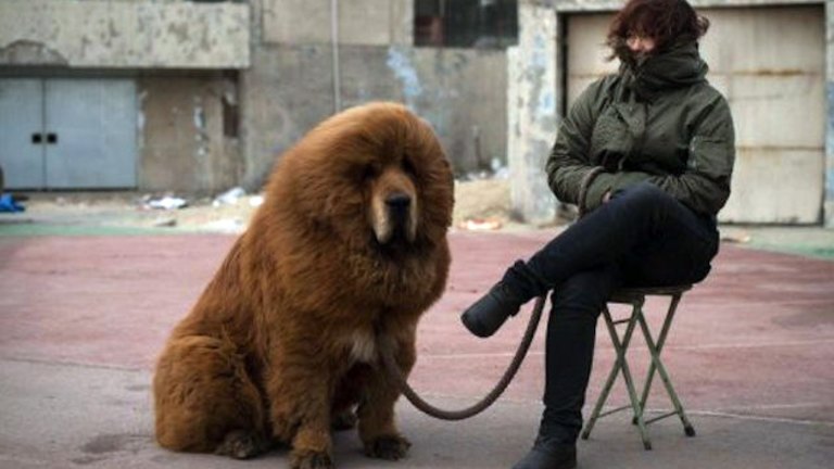 chinese tibetan mastiff puppy