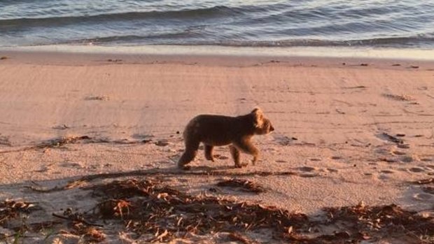 A Port Stephens resident snapped this photo of a female koala at a Salamander Bay beach.