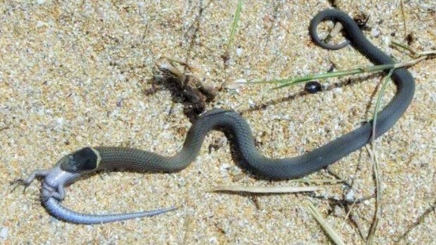 A snake gobbles up a skink near Malua Bay.