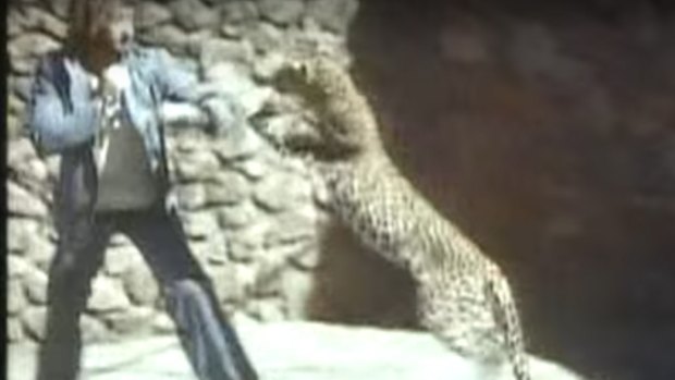 Grant Page fights a leopard for the 1970s TV series <i>Danger Freaks</i>.