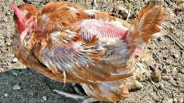 Laying hen at Swan Valley Egg Farm, Carabooda. 