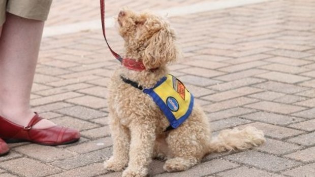 Assistance or service dogs come in all shapes and sizes and are legally allowed into all public places.