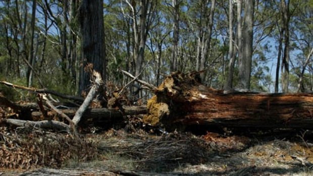 Biodiversity at risk: Land clearing in northern NSW.