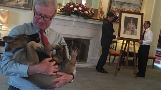 Gavel as a puppy enjoying a scruff with Queensland Governor Paul de Jersey.