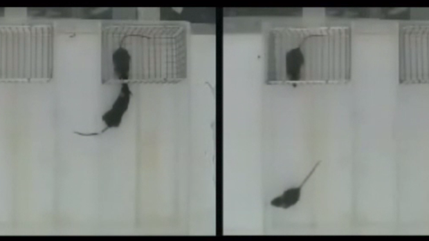 A still from a video taken for the study shows normal mice interacting on the left. The mouse without the gene is disinterested in his colleague on the right. 