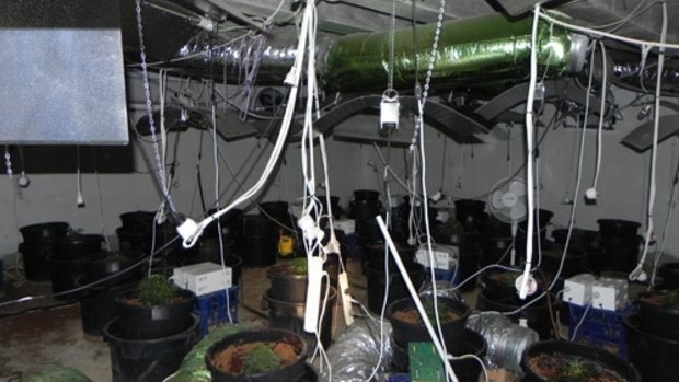Police found an elaborate cannabis grow house in an underground chamber in the Macgregor house.