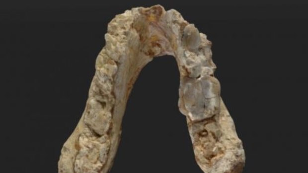 Lower jaw of the 7.175 million year old Graecopithecus freybergi (El Graeco) from Pyrgos Vassilissis, Greece. 