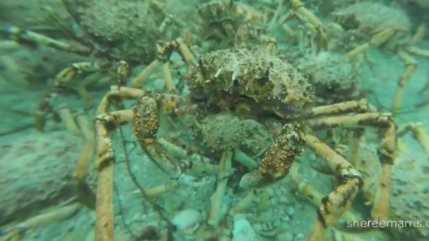 Great Spider Crabs on the floor of Port Phillip Bay. 