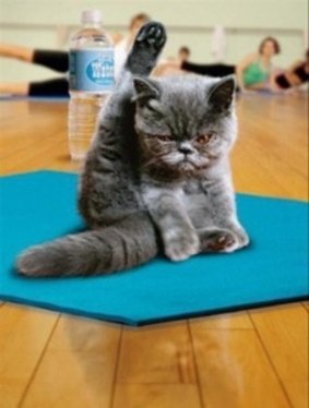 Cat yoga joins dog yoga and hip-hop yoga. 