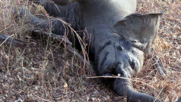 One of 200 elephants slaughtered for their tusks in Cameroon during a killing spree in 2012. 