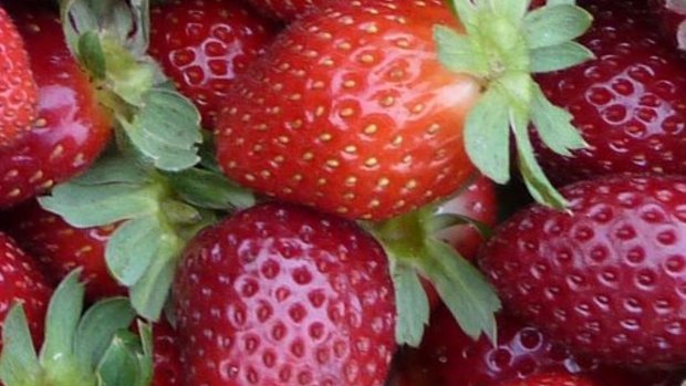Officers from the ABF and Queensland Police raided the strawberry farm near Stanthorpe early on Tuesday.