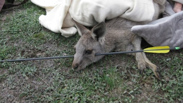 The kangaroo shot through the head in Melbourne