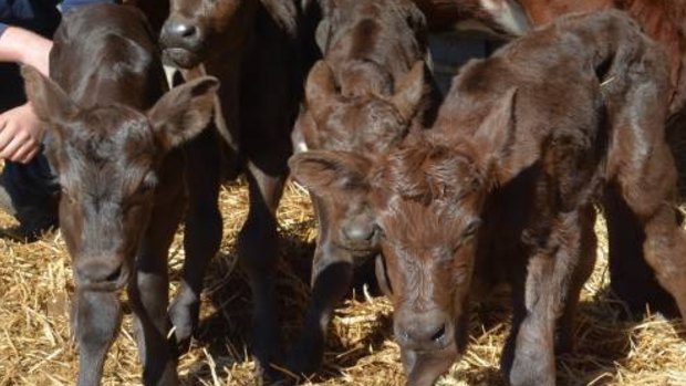 Jervois dairy farmer Rupert Gazzola checks on his 12-hour-old quadruplet Illawarra-Murray Grey calves last week.