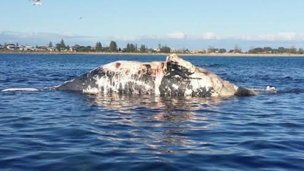 A shark warning has been issued for the waters off Rockingham after a whale carcass washed ashore.