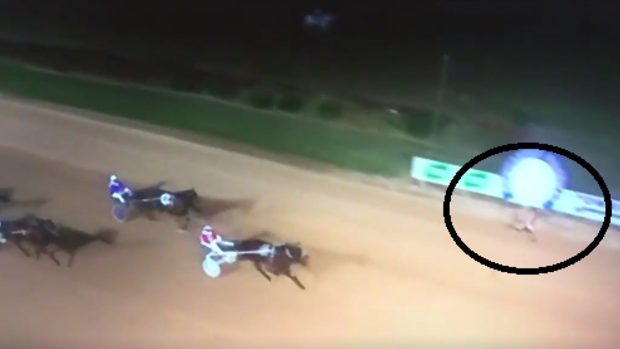 Not even close: A track invader beats the horses across the line.