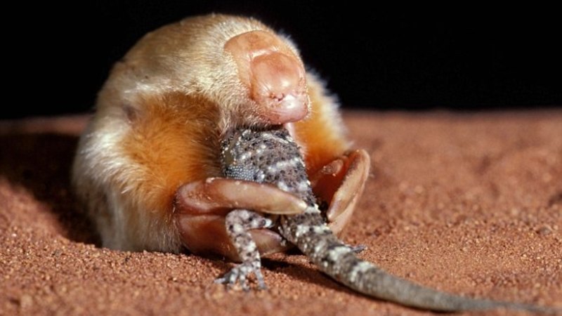 Extremely rare marsupial mole caught on camera in the Gibson Desert