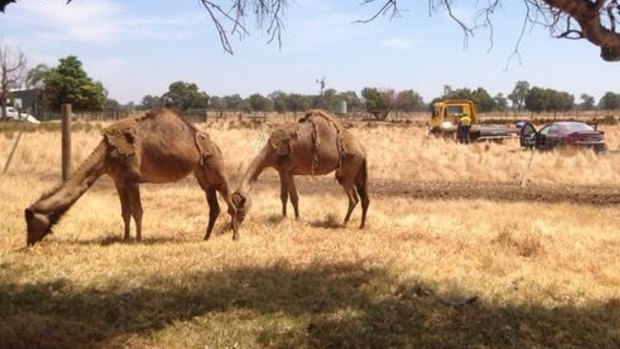 The crashed car landed close to camels. 