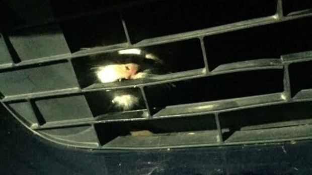 Firefighters found the kitten trapped behind the car's grille.