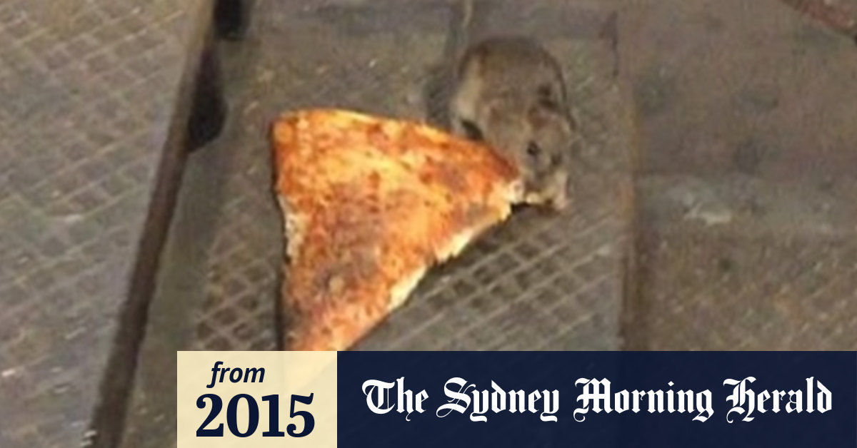 The Three Stages Of Going Viral According To Pizza Rat