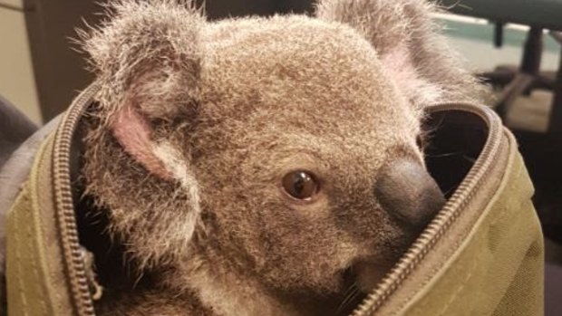 The baby koala found in a woman's shoulder is recovering well.