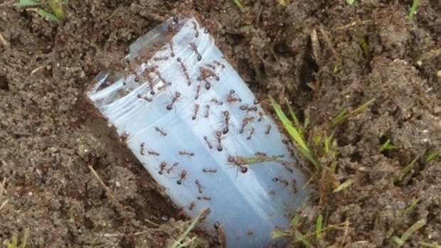 "Maize production in the United States has actually been cut by 65 per cent in one of their states impacted by fire ants."