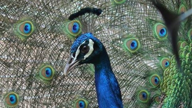 Kevin the peacock was part of the 1000-student family.